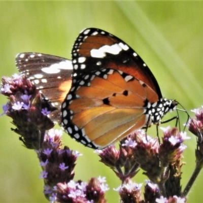 Danaus petilia (Lesser wanderer) at Gigerline Nature Reserve - 1 Apr 2020 by JohnBundock