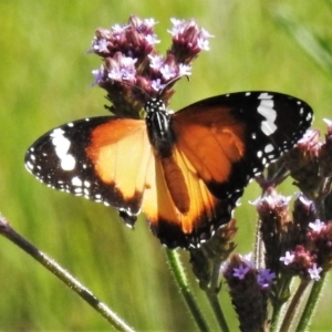 Danaus petilia at Tennent, ACT - 1 Apr 2020 03:12 PM