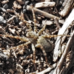 Lycosidae (family) (Unidentified wolf spider) at Tennent, ACT - 1 Apr 2020 by JohnBundock