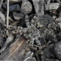 Lycosidae (family) at Tennent, ACT - 1 Apr 2020