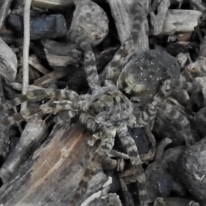 Lycosidae (family) at Tennent, ACT - 1 Apr 2020