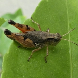 Phaulacridium vittatum at Kambah, ACT - 29 Dec 2019