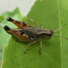 Phaulacridium vittatum (Wingless Grasshopper) at Kambah, ACT - 29 Dec 2019 by HarveyPerkins