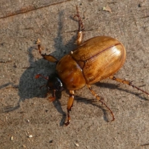 Cyclocephala signaticollis at Kambah, ACT - 30 Dec 2019