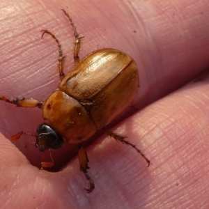 Cyclocephala signaticollis at Kambah, ACT - 30 Dec 2019 08:50 AM