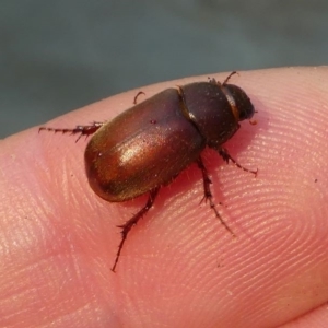 Melolonthinae (subfamily) at Kambah, ACT - 30 Dec 2019 08:51 AM