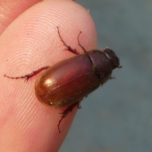 Melolonthinae sp. (subfamily) at Kambah, ACT - 30 Dec 2019