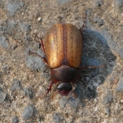 Sericesthis geminata (Pruinose scarab) at Kambah, ACT - 30 Dec 2019 by HarveyPerkins