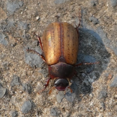 Sericesthis geminata (Pruinose scarab) at Kambah, ACT - 30 Dec 2019 by HarveyPerkins