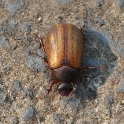 Sericesthis geminata (Pruinose scarab) at Kambah, ACT - 29 Dec 2019 by HarveyPerkins