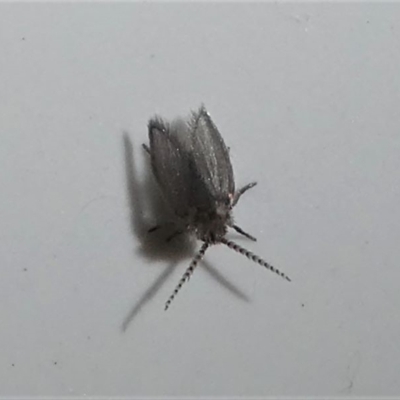 Psychodidae sp. (family) (Moth Fly, Drain Fly) at Kambah, ACT - 30 Dec 2019 by HarveyPerkins