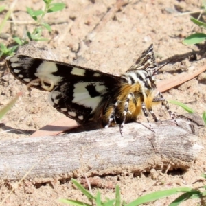 Apina callisto at Macarthur, ACT - 31 Mar 2020