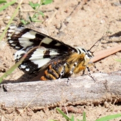 Apina callisto at Macarthur, ACT - 31 Mar 2020