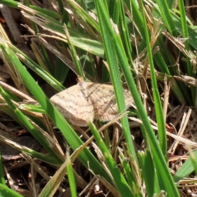 Scopula rubraria (Reddish Wave, Plantain Moth) at Macarthur, ACT - 31 Mar 2020 by RodDeb