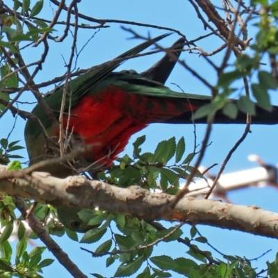 Alisterus scapularis (Australian King-Parrot) at Macarthur, ACT - 31 Mar 2020 by RodDeb