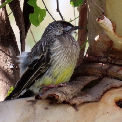 Anthochaera carunculata (Red Wattlebird) at Macarthur, ACT - 31 Mar 2020 by RodDeb