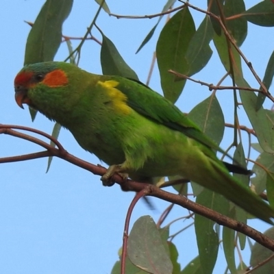 Glossopsitta concinna (Musk Lorikeet) at Macarthur, ACT - 31 Mar 2020 by RodDeb