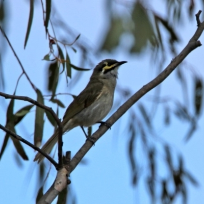 Caligavis chrysops (Yellow-faced Honeyeater) at Macarthur, ACT - 31 Mar 2020 by RodDeb