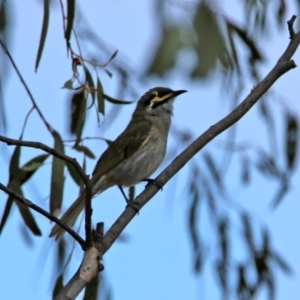 Caligavis chrysops at Macarthur, ACT - 31 Mar 2020