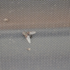 Rutilia (Donovanius) sp. (genus & subgenus) (A Bristle Fly) at QPRC LGA - 30 Jan 2020 by natureguy