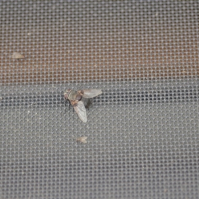 Rutilia (Donovanius) sp. (genus & subgenus) (A Bristle Fly) at QPRC LGA - 30 Jan 2020 by natureguy