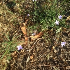 Wahlenbergia sp. (Bluebell) at Hughes, ACT - 31 Mar 2020 by jennyt