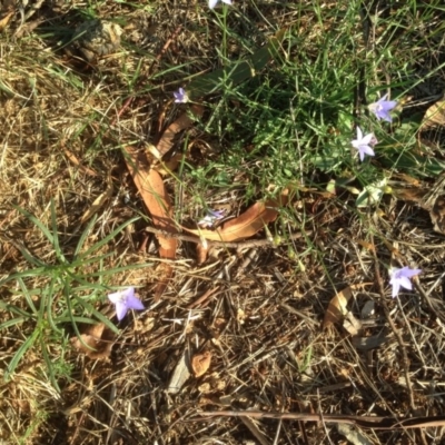 Wahlenbergia sp. (Bluebell) at Hughes Grassy Woodland - 31 Mar 2020 by jennyt