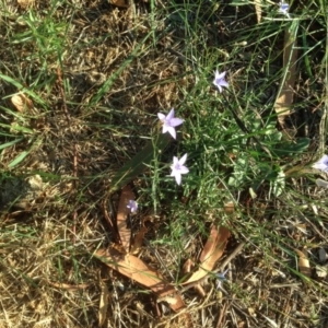 Wahlenbergia sp. at Hughes, ACT - 31 Mar 2020