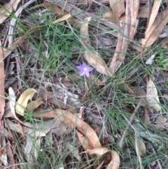Wahlenbergia sp. (Bluebell) at Hughes Grassy Woodland - 1 Apr 2020 by jennyt