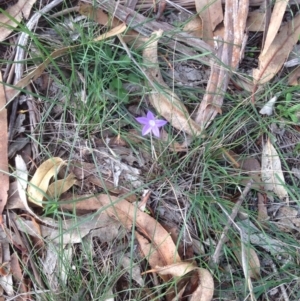 Wahlenbergia sp. at Hughes, ACT - 1 Apr 2020