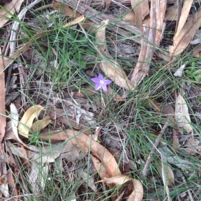 Wahlenbergia sp. (Bluebell) at Hughes Grassy Woodland - 1 Apr 2020 by jennyt