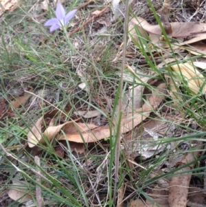 Wahlenbergia sp. at Hughes, ACT - 1 Apr 2020 04:45 PM