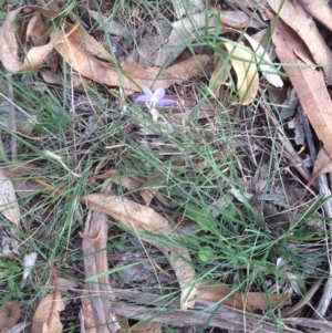 Wahlenbergia sp. at Hughes, ACT - 1 Apr 2020