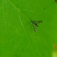 Heteropsilopus ingenuus (A long-legged fly) at QPRC LGA - 31 Jan 2020 by natureguy