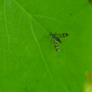 Heteropsilopus ingenuus at QPRC LGA - 31 Jan 2020