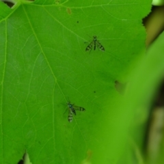 Heteropsilopus ingenuus at QPRC LGA - 31 Jan 2020