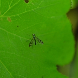 Heteropsilopus ingenuus at QPRC LGA - 31 Jan 2020