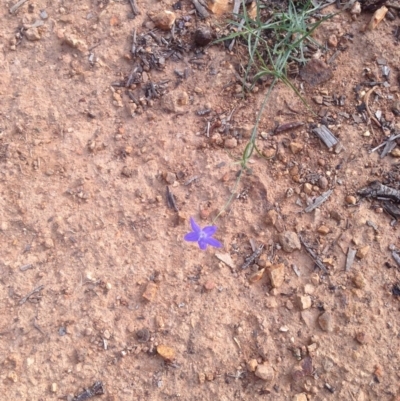 Wahlenbergia stricta subsp. stricta (Tall Bluebell) at Hughes Grassy Woodland - 1 Apr 2020 by jennyt