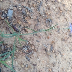 Wahlenbergia stricta subsp. stricta at Hughes, ACT - 1 Apr 2020