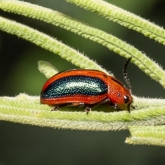 Calomela curtisi (Acacia leaf beetle) at Macgregor, ACT - 1 Apr 2020 by Roger