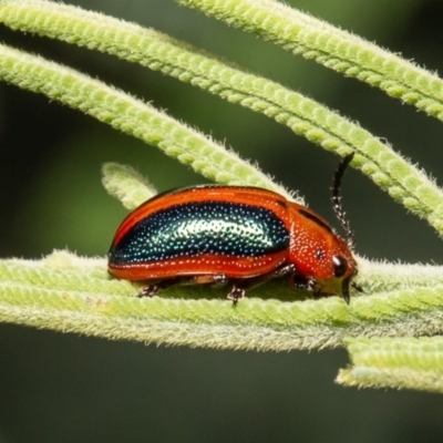 Calomela curtisi (Acacia leaf beetle) at Macgregor, ACT - 1 Apr 2020 by Roger