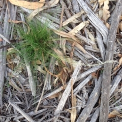 Austrostipa scabra (Corkscrew Grass, Slender Speargrass) at Hughes Grassy Woodland - 1 Apr 2020 by jennyt