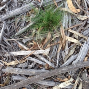 Austrostipa scabra at Hughes, ACT - 1 Apr 2020