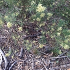 Cassinia quinquefaria (Rosemary Cassinia) at Hughes Grassy Woodland - 1 Apr 2020 by jennyt