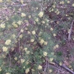 Cassinia quinquefaria at Hughes, ACT - 1 Apr 2020