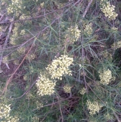 Cassinia quinquefaria at Hughes, ACT - 1 Apr 2020