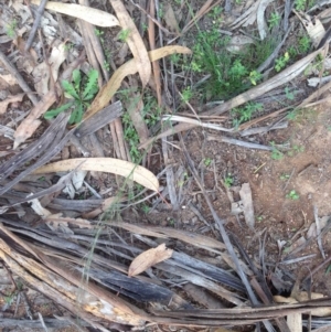 Austrostipa sp. at Hughes, ACT - 1 Apr 2020