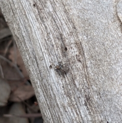 Salticidae (family) (Jumping spider) at Dunlop, ACT - 1 Apr 2020 by MattM