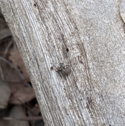 Salticidae (family) (Unidentified Jumping spider) at Woodstock Nature Reserve - 31 Mar 2020 by MattM