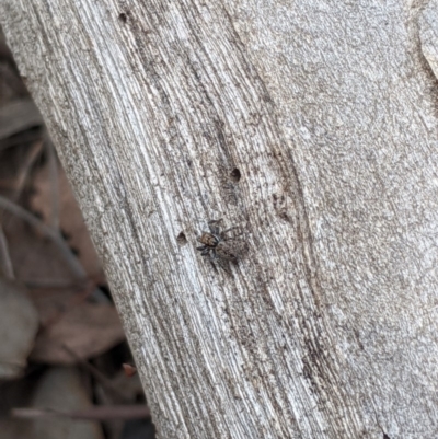 Salticidae (family) (Unidentified Jumping spider) at Dunlop, ACT - 31 Mar 2020 by MattM